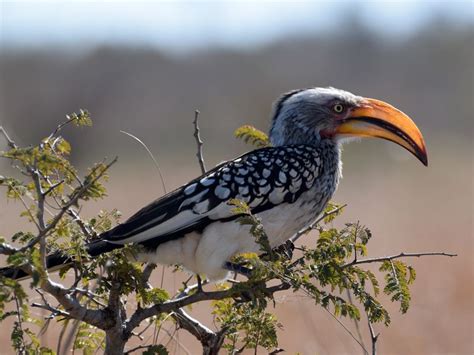 Birds Of Southern Africa South African Birds Africa Day Kruger