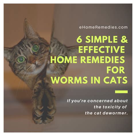 5 Simple Home Remedies For Cats With Colds Ehome Remedies