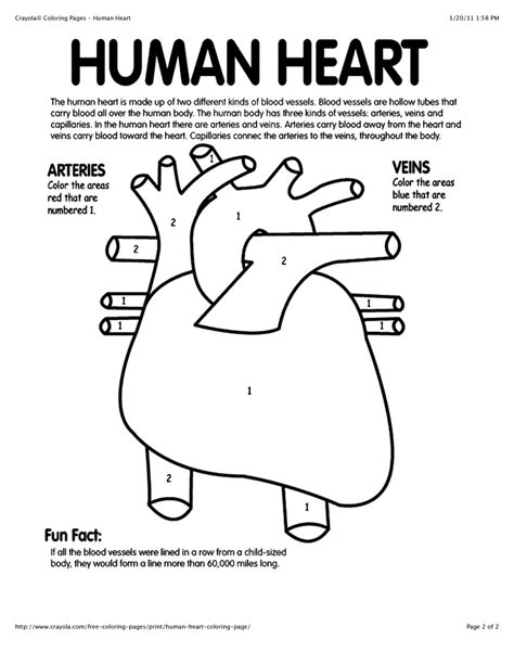 Anatomy Coloring Pages Heart Coloring Home