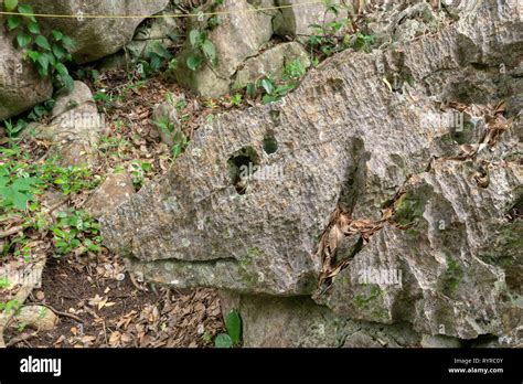 Rocks In Jungle Stock Photo Alamy