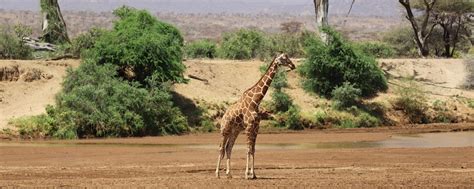 Samburu National Reserve Kenya Randu Safaris