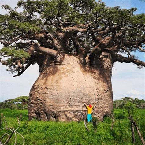 This Is A Photo Of The Sacred Tsitakakantsa Adansonia Grandidieri The Largest Baobab In