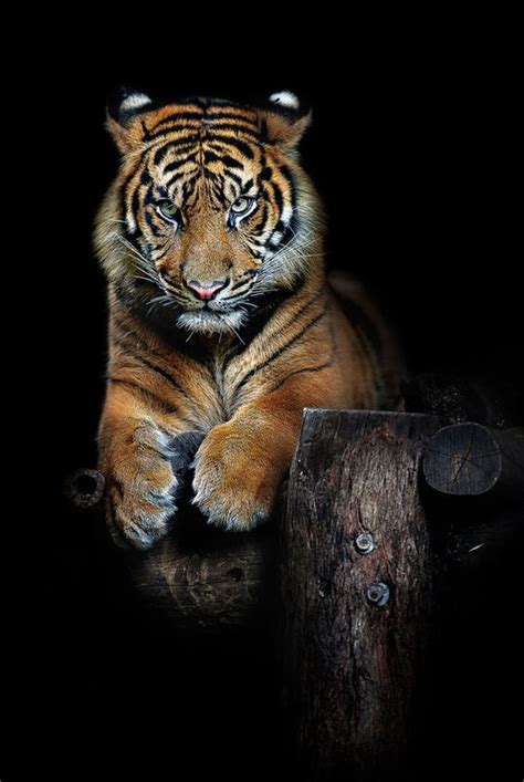Forgottenmaybe Animals Wild Animals Sumatran Tiger