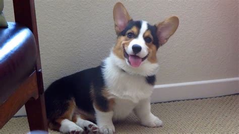 Tri Colored Corgi Puppies From The Thousands Of Photographs Online In Relation To Tri Colored