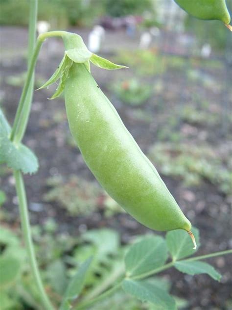Pisum Sativum花园豌豆植物学 188金宝搏什么时候可以登