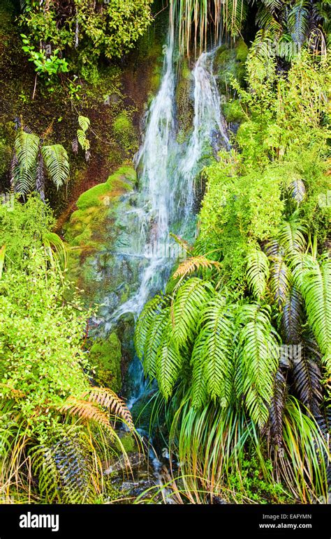 Small Waterfall In A Rainforest New Zealand Stock Photo Alamy