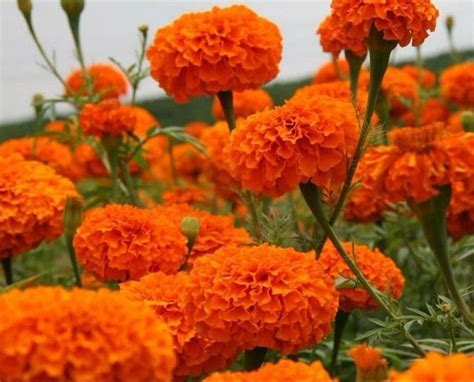 Marigold Orange Flower Gende Ka Phool At Rs 120kg Marigold Flower