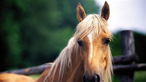Horse Pics For Backgrounds Wallpaper Cave