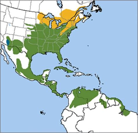 Eastern Meadowlark American Bird Conservancy