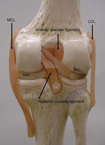 Knee Joint