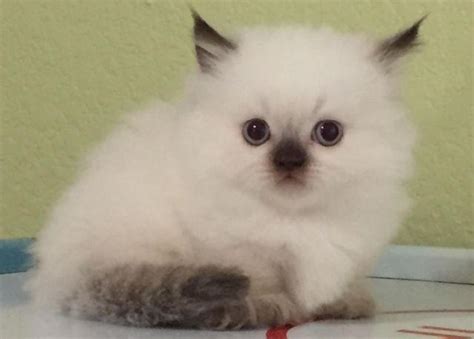 Gorgeous Male Napoleon Minuet Himalayan Munchkin Kitten For Sale In