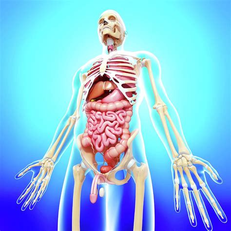 Anatomy Study Anatomy Man Anatomy Images And Photos Finder