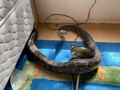 Two Huge Snakes Fall Through Kitchen Ceiling In Australia