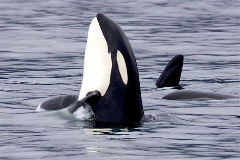 Killer Whale Orcinus Orca A Spyhopping Killer Whale In