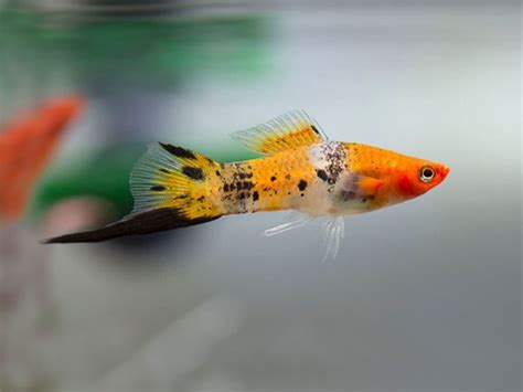 Tricolor Swordtail Price 209 Gbp Worldwide Shipping