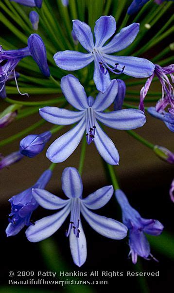 African Lily Agapanthus Africanus Beautiful Flower Pictures Blog