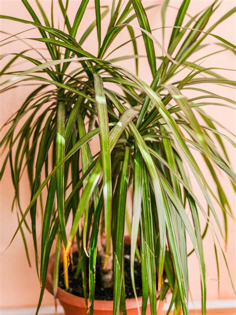 Struggle to keep plants of the cute and short variety alive? Skinny Leaves On Plants - Information About Leaves That ...
