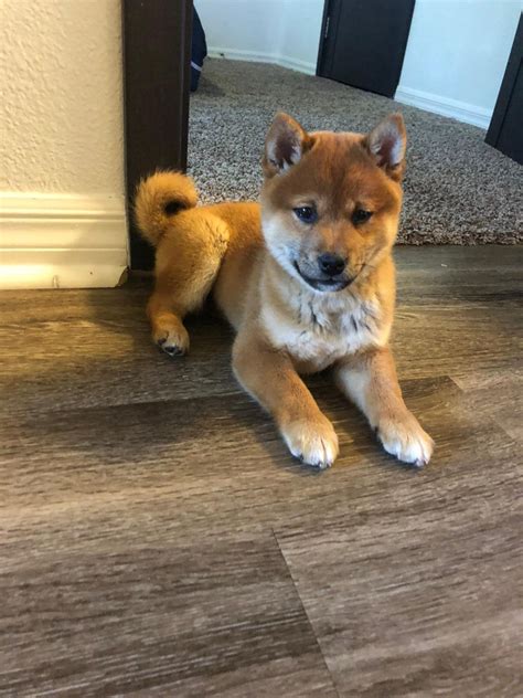 Shiba Inu Puppies For Sale Henderson Nv 330447