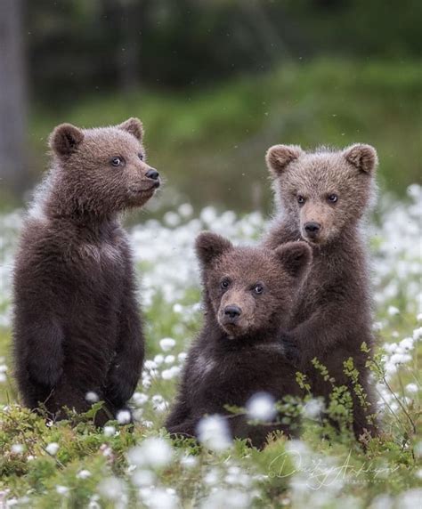 Three Little Bears Baby Animals Funny Cute Baby Animals Baby