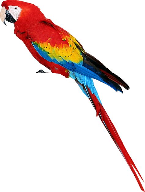 Colorful Parrot Standing Png Image Purepng Free Transparent Cc0 Png
