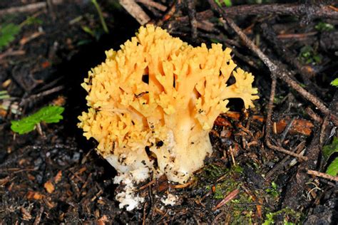 Golden Coral Mushroom Wildflowers Found In Oregon