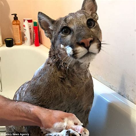 Top 94 Pictures Can You Have A Puma As A Pet Completed