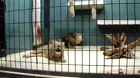 Berlin Zoo Lions Hd 720p Youtube