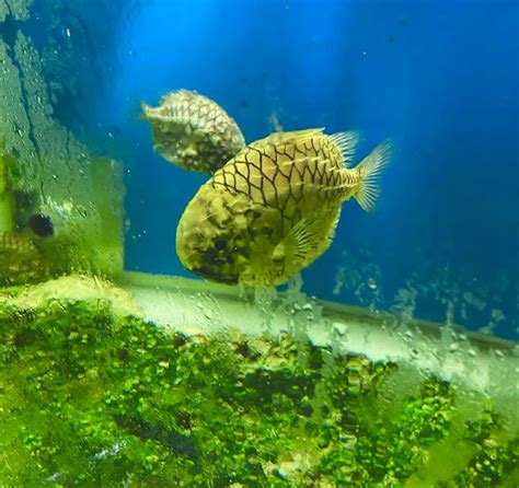Water World Lanka Amazing Aquarium In Kelaniya Of Sri Lanka