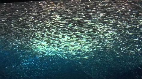 I never let my schooling interfere with my education. Fish schooling - YouTube