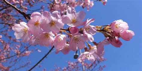 Tapi bunga ni memang seakan akan bunga sakura. Bunga Sakura Diklaim Milik Korea Selatan | Plus.Kapanlagi.com