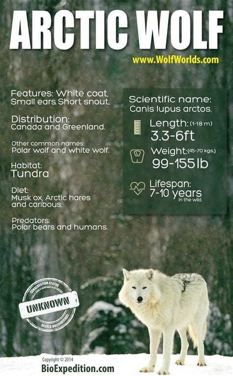 Arctic Wolf Infographic
