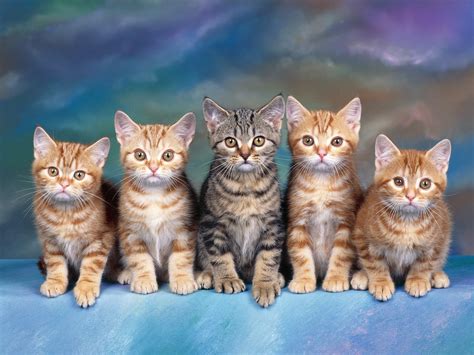 Tabby Kittens Cats Wallpaper