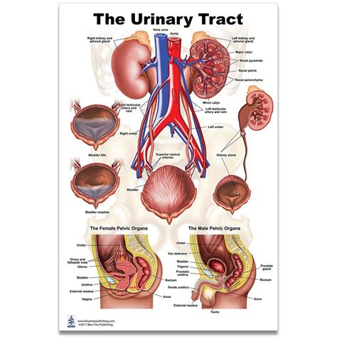 Anatomy Of Male And Female Urinary Bladder With Labels Poster Print By My Xxx Hot Girl