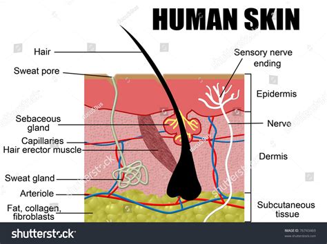 Human Skin Cross Section Vector Illustration Useful For Education