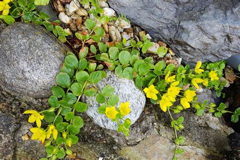 12 Best Creeping Jenny Companion Plants For Your Garden Florgeous