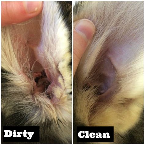 Cleaning Your Dogs Ears Why It Is Important Budget Earth