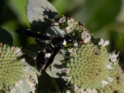 Maryland Biodiversity Project - Four-toothed Mason Wasp ...