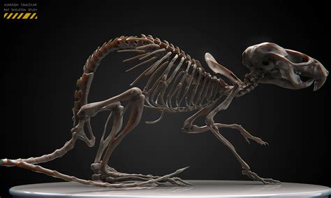 Artstation Rat Anatomy Study The Skeleton