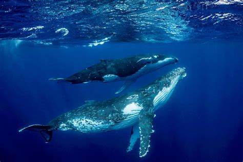 This Is A Serious Adrenaline Rush Stunning Images Of Humpback Whale