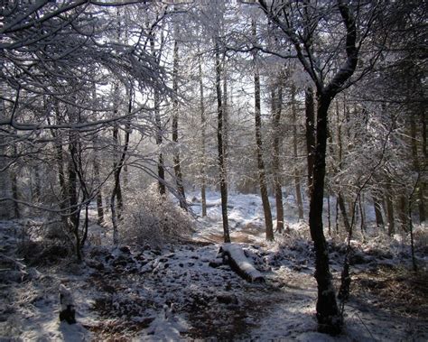 Sunny Winter Morning In Forest Free Image Download