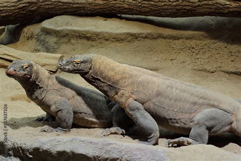 The Komodo Dragon Komodo Monitor Varanus Komodoensis In A Natural
