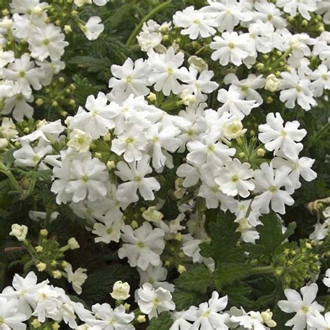 Verbena Virgo White Verveine Des Jardins Blanc Pur à Tiges Trainantes
