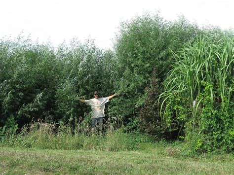 Types of willow trees weeping willow. Willow Hybrid Fast Growing Screening