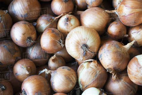 Organic Yellow Onion Just Harvested Stock Photo Dissolve