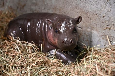 Video Virginia Zoo Welcomes Newborn Pygmy Hippo Just Before Christmas