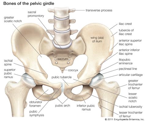 Human Skeletal System: Appendicular Skeleton- 1 - Forensics Digest