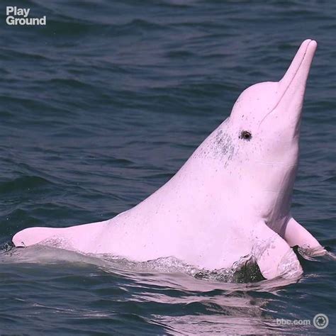En Peligro De Extinción El Delfín Rosado De Hong Kong Delfines