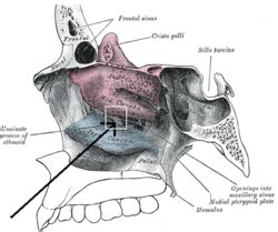 Lateral wall of nasal cavity: Uncinate process of ethmoid bone - Wikipedia