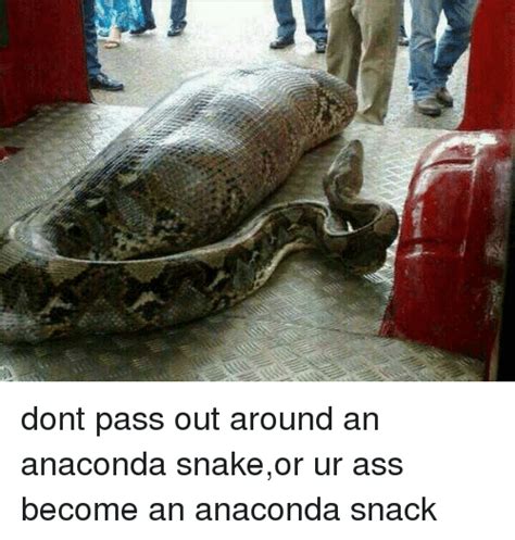 Dont Pass Out Around An Anaconda Snakeor Ur Ass Become An Anaconda