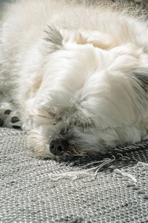 White Dog Sleeping On Sofa Stock Image Image Of Sleepy 84285979